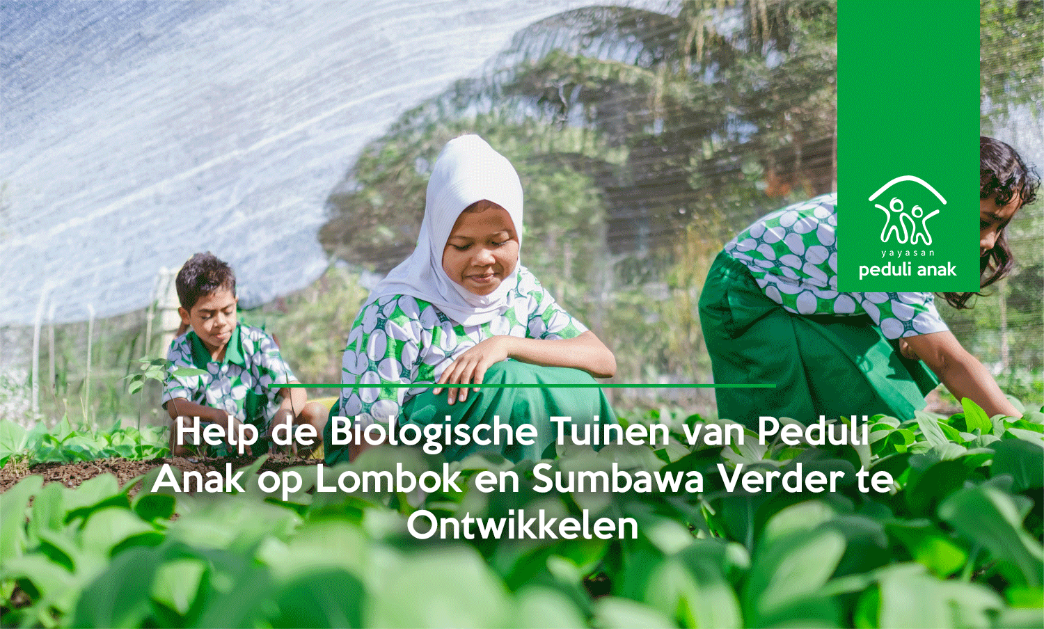 Help de Biologische Tuinen van Peduli Anak op Lombok en Sumbawa Verder te Ontwikkelen